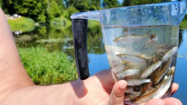 Zarybienia w Polsce – lipiec 2025