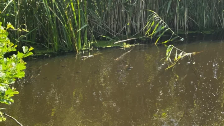 Zanieczyszczona Wkra i śnięte ryby – Lubowidz i okolice