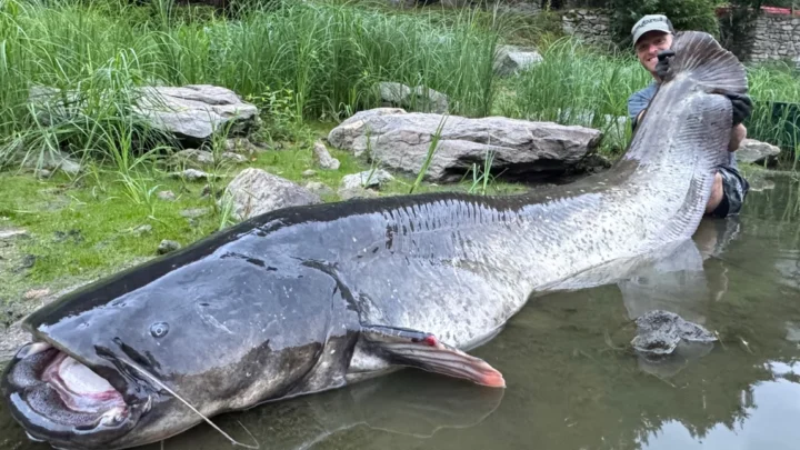 Nowy czeski rekord suma!