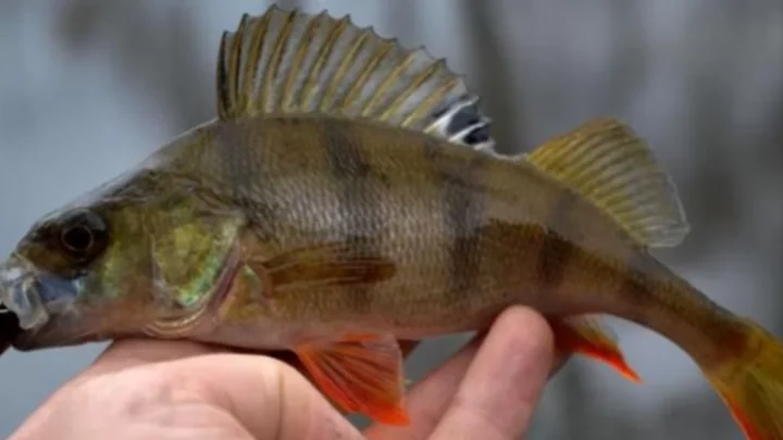 Sprawdzone przynęty i zestawy na drapieżniki pod koniec lata