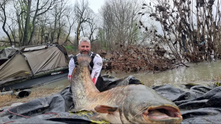 Gigantyczne sumy z Odry w Kędzierzynie-Koźlu!